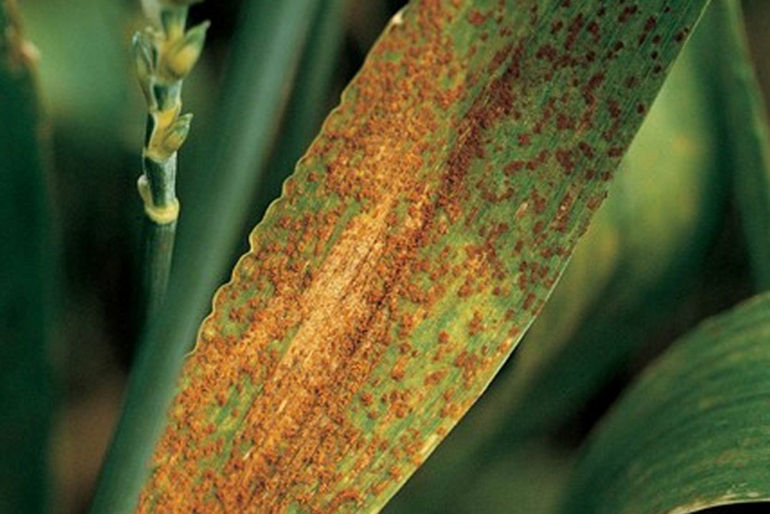 Leaf Blight